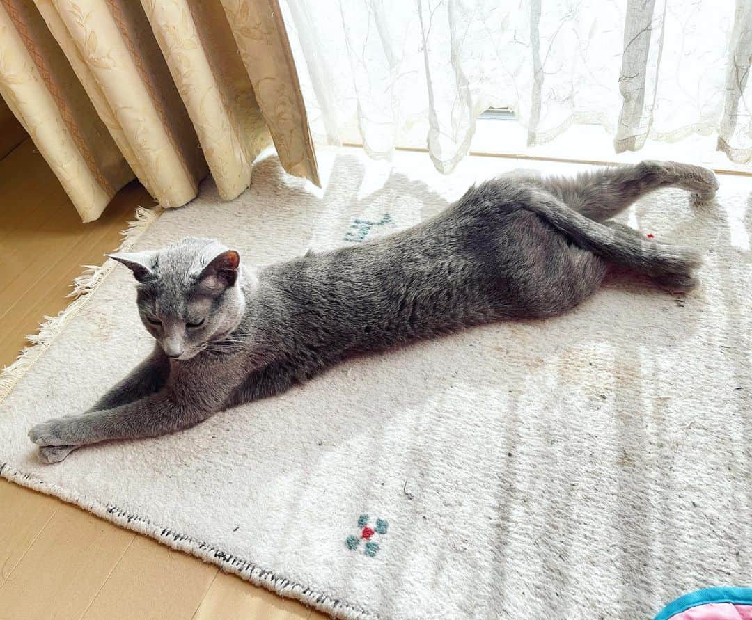 のインスタグラム：「足癖…💦🐾🤣   昨晩の地震の時、猫達はテーブルや椅子の下でオロオロしてました🥺ྀི #azumi #kotetsu  #cat #russianblue #猫 #ねこ #ロシアンブルー #chat  #gato #greycat  #greeneyes #emeraldeyes #ふわもこ部 #にゃんすたぐらむ  #みんねこ  #INSTACAT_MEOWS #catstocker #meowsandwoofs #excellent_cats #meowvswoof #catsofworld #TopCatPhoto  #cutepetclub #IgAnimal_Snaps #cat_features #bestmeow #petoftoday.」