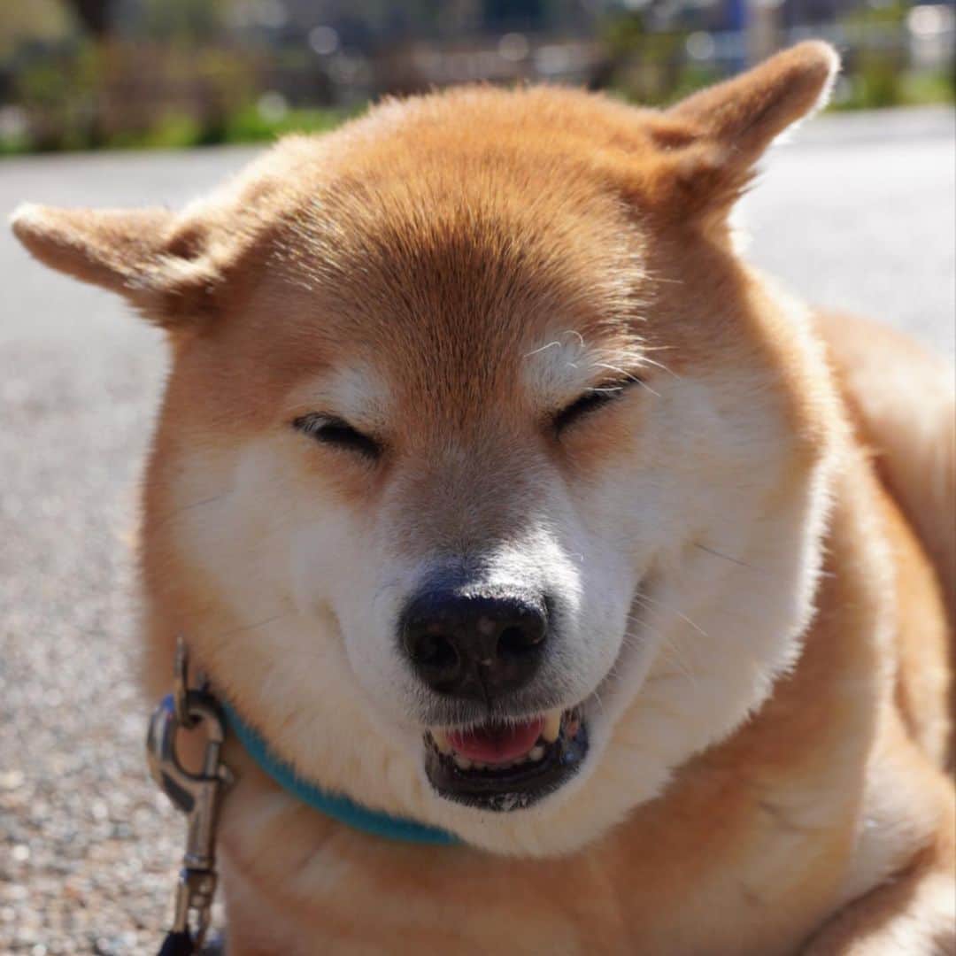 まる（まるたろう）のインスタグラム：「I'm safe, please don't worry.✨🐶😊✨みんなどうかな？無事だといいんだけど #まるは無事よ #数日は警戒しないとね #気をつけよう」