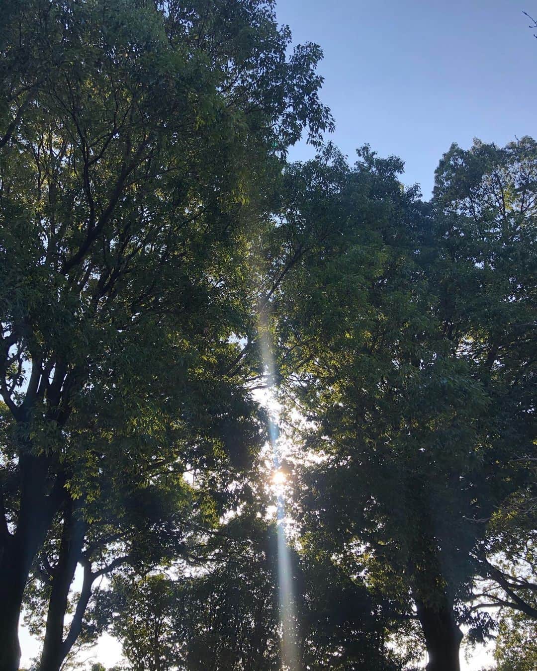 藤原菜摘のインスタグラム：「My favorite place🤍🌿 私の中では都内のどの神社よりもパワフル⛩」