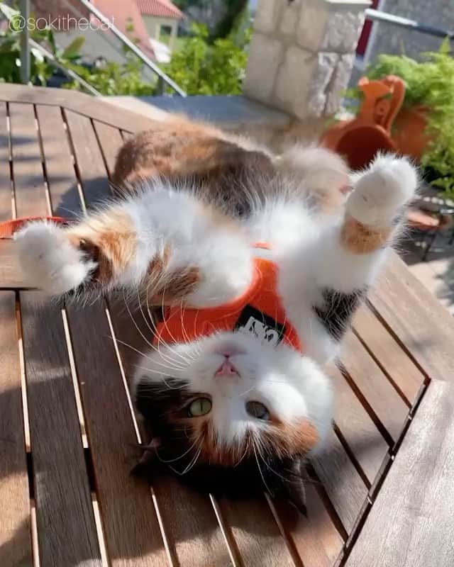 The Cats Of Instagramのインスタグラム：「#Repost • @sokithecat It's gonna be freezing cold in Greece starting tomorrow ❄️ It will last for about a week and there's a high chance I'll walk in snow for the first time ☃️ So today, it was probably my last visit in the garden for a while 😿 Enjoy your weekend everyone 🧡🖤🤍 Music: Balloon Musician: @iksonmusic」