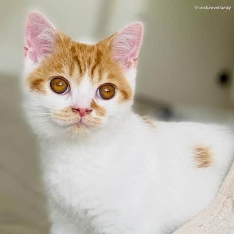 Cats of Instagramのインスタグラム：「From @onefureverfamily: "Adorable, right? Wanna take me home for one night? ♡⁠⁠" #catsofinstagram」