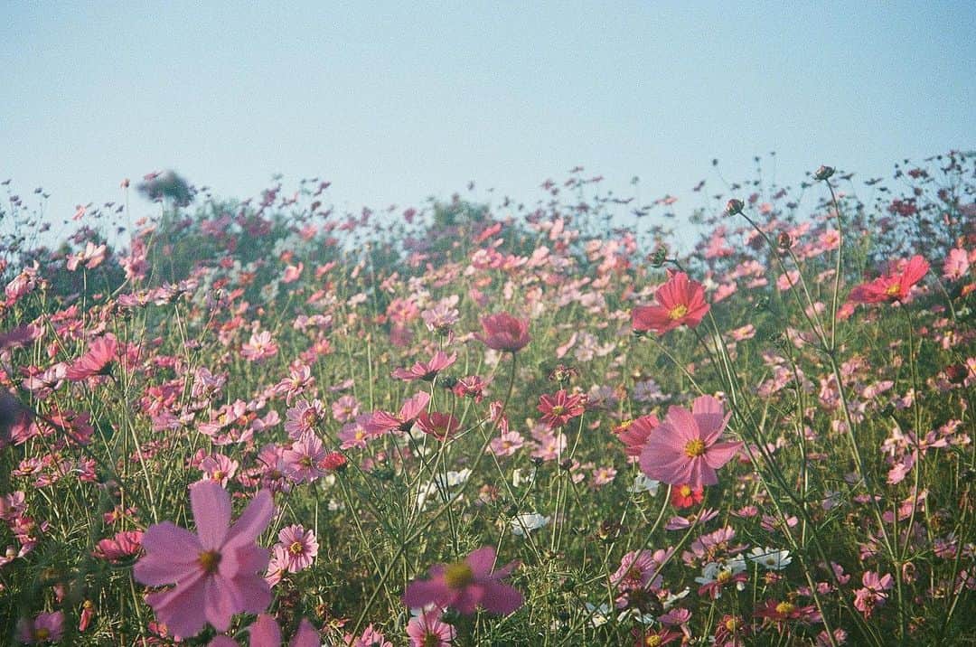 Cazumaxさんのインスタグラム写真 - (CazumaxInstagram)「いつかの昭和記念公園の秋桜。淡くて好きです。 #pentaxespio140#昭和記念公園」2月14日 11時36分 - cazumax