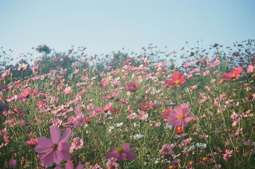 Cazumaxのインスタグラム：「いつかの昭和記念公園の秋桜。淡くて好きです。 #pentaxespio140#昭和記念公園」