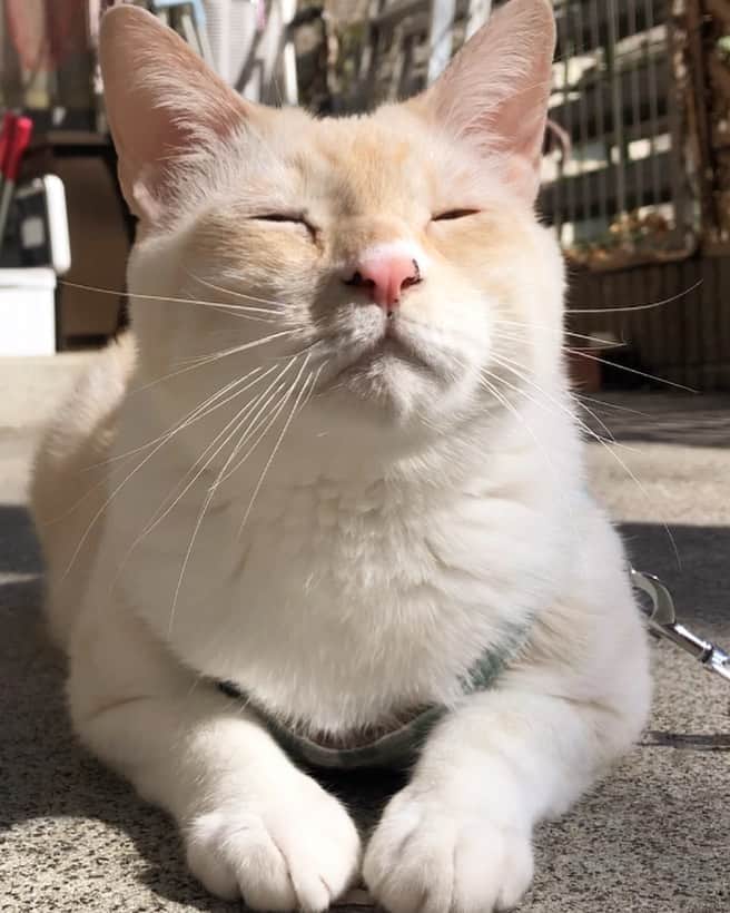 ソルトのインスタグラム：「久しぶりの #ソル散歩🐱  投稿が久しぶりってだけで最近は毎日お散歩です😹 公園の桜も蕾が🌸 来月が楽しみです^ ^」