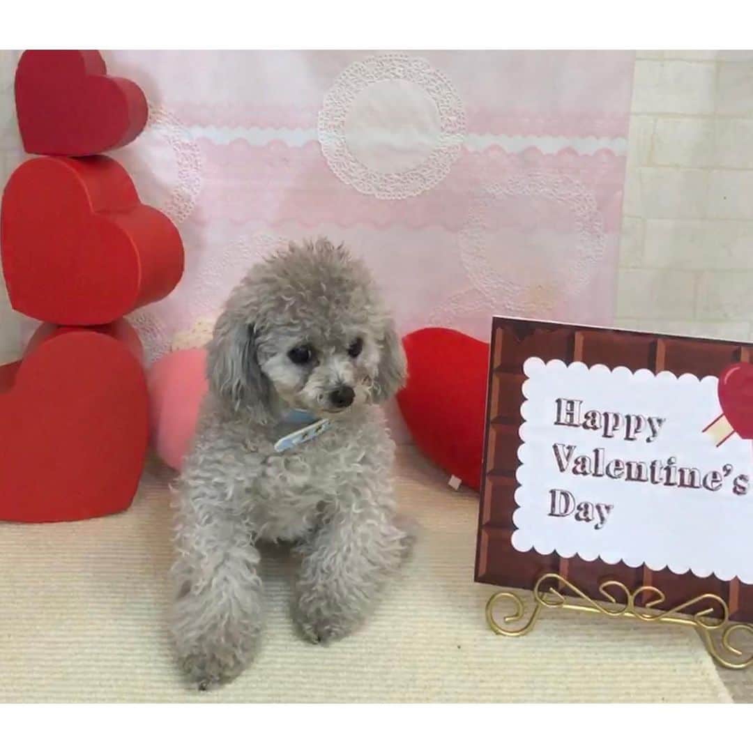 新宮里奈さんのインスタグラム写真 - (新宮里奈Instagram)「ハッピーバレンタイン💝  #ハッピーバレンタイン」2月14日 11時37分 - rina_shinmiya