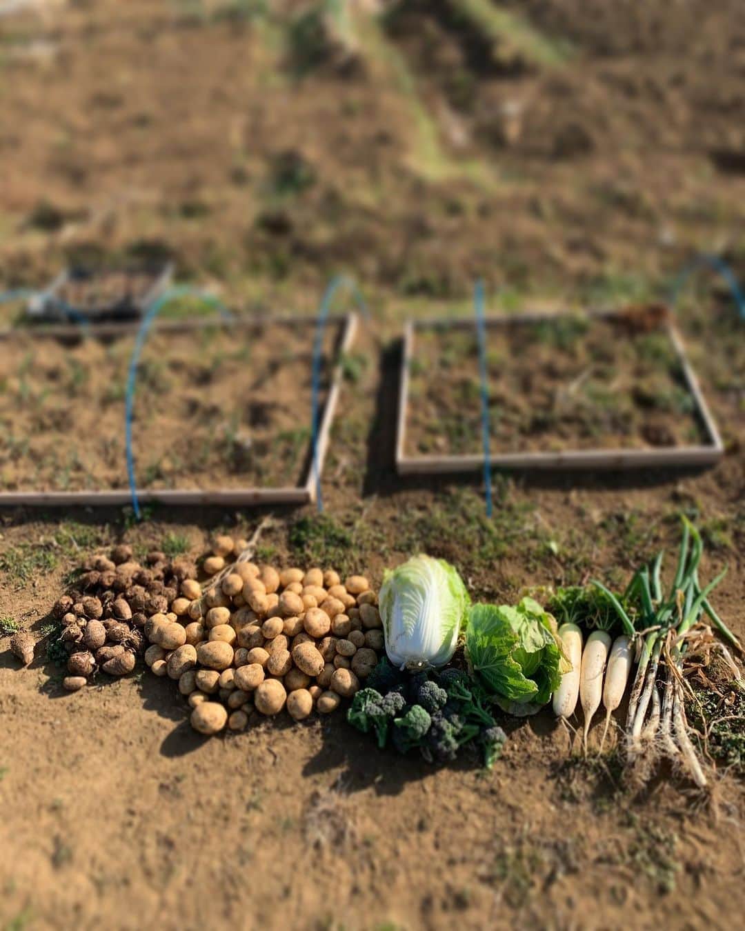 三浦理志さんのインスタグラム写真 - (三浦理志Instagram)「今日は暑かった〜！ 土の中で保存していた、じゃがいも&里芋を全て収穫。 白菜、キャベツ、大根もこれで最後。 土を耕し堆肥を混ぜて土を休ませま〜す。 〜〜〜〜〜〜SURF&NORF〜〜〜〜〜〜 #surfandnorf #farm #farmer #vegetables #poteto #cabbage #broccoli #畑 #農夫 #野菜 #冬野菜 #白菜 #キャベツ #じゃがいも #里芋 #ブロッコリー #長ネギ #自家製野菜 #自産自消」2月14日 17時09分 - mar4m