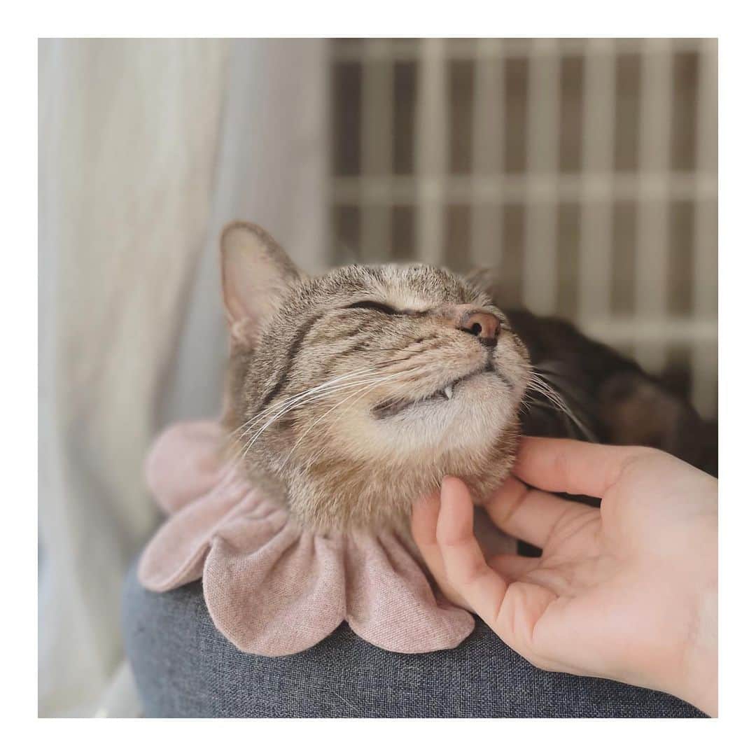 こむぎのインスタグラム：「* 【完売しました！皆様本当にありがとうございました〜🙇🏻】 本日21時から販売スタートします🌸 「ぼくだってピンク似合っちゃうもんにゃbyしゅう」  インスタのプロフィール画面にあるURLからまとめリンクの下の方にあるcomugineko webshopにて事前に首輪の柄などご覧いただます🙏🏻✨ ご購入の際はSafariへ切り替えて進んでいただくと良いかと思います〜🤗  こむぎのマスキングテープとポストカードの"岐阜多頭崩壊猫レスキュー応援セット"は原価も引かずにまるっと支援金にしております👍✨ご協力よろしくお願いします🙏🏻✨  そしてそして！ 今日お見合いがあったのですが、なんとくまおくんのトライアル決定しました〜😭😭😭  この崩壊現場はピーク時には70匹、私たちがレスキューに入った段階では40匹の猫たちが、人も住めないような3DKの部屋に取り残されていました。 くまおくんは喧嘩傷で片目が白濁してしまって、性格もビビリな子ですが、それでもと言っていただける方と出会えました😭 くまおくん、昨年12月にようやく崩壊現場から脱出して、急にご縁がやってきてビックリだね😭 里親募集中ほ残りの猫たちは14匹！ みんなとっても可愛い子たちばかりです😭→ @comugineko  どうか里親さんのご検討もよろしくお願いします〜🤗✨  #こむぎねこウェブショップ  #こむぎねこプロデュース  #ザビエル首輪 #ザビエラー #岐阜多頭崩壊レスキュー   ▲▲ザビエル首輪とは▲▲ まいさん( @maihimemoco )考案のもので、売上は猫の保護活動に使われます。 こむぎねこプロデュースザビエル首輪はちょっと大人の猫ちゃんを演出する落ち着いたデザインのラインナップになっています🤗 ⚠️ミンネ・メルカリでは販売していません。」