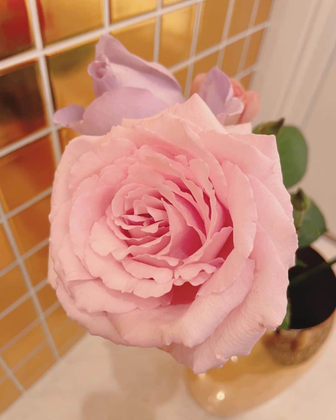 のインスタグラム：「最近の玄関のお花シリーズ。 ピンクのバラ☺️  昨夜は大きな地震にとても驚きましたね。  皆さんお怪我など、大丈夫でしょうか？ どうか皆さん無事でありますように。 引き続き余震などに気をつけて過ごしましょう。  #玄関のお花シリーズ #お花 #癒し」