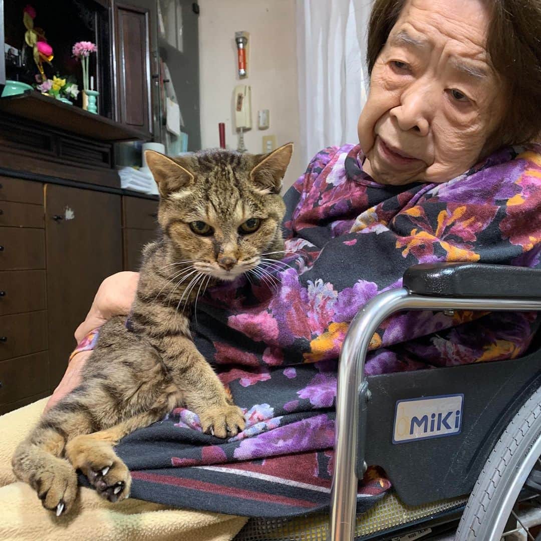 Kachimo Yoshimatsuさんのインスタグラム写真 - (Kachimo YoshimatsuInstagram)「バーバとココちゃん。 最近よく膝の上に乗ってます。 #うちの猫ら #猫 #ねこ #cat #ネコ #catstagram #ネコ部 http://kachimo.exblog.jp」2月14日 11時52分 - kachimo