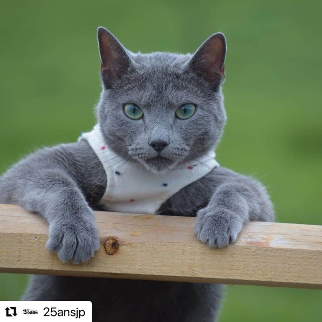 スタペ／スターペットのインスタグラム：「25ans公式Instagramにて、「NEXTブレイク猫図鑑」の猫ちゃんの特集記事をご紹介いただきました！！  こちらは、ロシアンブルーのLUNAくん🐱甘えん坊で美猫ちゃんなLUNAくんの記事を25ans Online公式インスタグラム プロフィール部分のサイトURLからぜひご覧ください✨  #25ans#25ansonline#スターペット#スタペグラム#starpet #ロシアンブルー#rossianblue#美猫#ペットモデル#モデル猫#ねこすたぐらむ#ねこ部  #Repost @25ansjp with @make_repost ・・・ CMやドラマで見るタレント猫たち。 世に出て注目を集める猫はほんの一握りという厳しい世界ですが、猫界の頂点を狙って、新星たちは虎視眈々と準備中。今回は、そんなブレイク間近の若手俳優猫をピックアップ！  本日は、ロシアンブルーのLUNA（ @luna_nyan_ ）です。 アッシュブルーと呼ばれる美しい被毛と、凛々しいグリーンの瞳が特徴のロシアンブルーですが、クールな見た目とは裏腹に、飼い主に忠誠を誓う犬のような一面を持つのだそうです。  飼い主さんによると、「家族の誰かが家にいる時、お腹が空くと手と手を合わせてタッチ、鼻チューをしてきます。小さい頃に教えたのですが未だに毎回欠かさずタッチ＆チューで空腹を教えてくれます。その仕草がとても可愛いので、愛猫のご飯の時間は私達が癒される時間でもあります」とのこと。 家族を大事にする”愛情深い猫”といわれるロシアンブルーならではのエピソードですね。  LUNAは寂しがり屋な性格で、アメリカンショートヘアーのぬいぐるみと横に並んで寝たり、ぬいぐるみの毛づくろいをしてあげたりするのを見守りカメラでよく目撃するそうです。そんなLUNAの可愛らしい日常はInstagramからもチェックできます😻  @luna_nyan_  @_starpet_  #25ans #25ansdigital #猫 #cat #ロシアンブルー」