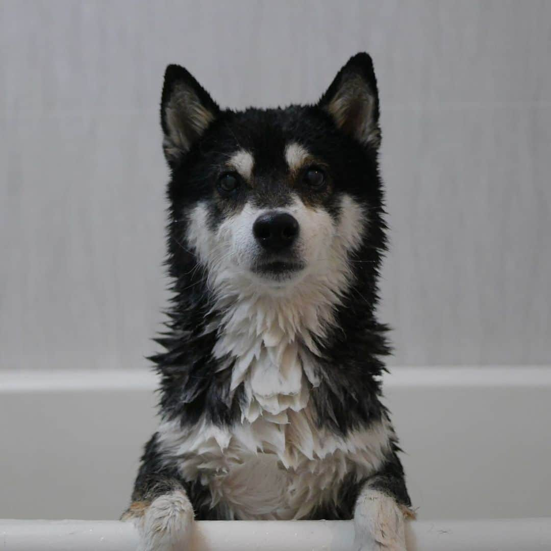 くろさんのインスタグラム写真 - (くろInstagram)「お風呂いれられましてん♨️ #お風呂犬 #kuroshiba #blackshiba #shibainu #shibastagram #instadog #dogstagram #しばいぬ #くろしば #柴 #柴犬 #黒柴 #日本犬 #和犬 #イッヌ #癒し犬 #いぬら部 #ふわもこ部 #ふわもこ部ワンコ #ふわもこ部わんこ #モフモフ生命体 #わんこのいる暮らし #わんこのいる生活 #わんこと一緒 #柴犬と一緒 #柴犬のいる生活 #柴犬のいる暮らし #イッヌのいる暮らし #♨️ #♨️🐕」2月14日 12時05分 - m6bmw