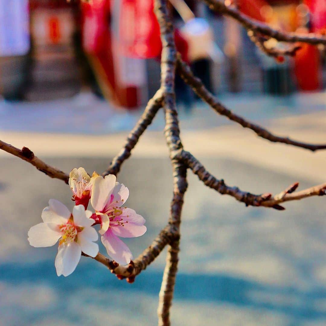 原あやののインスタグラム：「訪れ  #春#桜#はらさんぽ#camera#film」