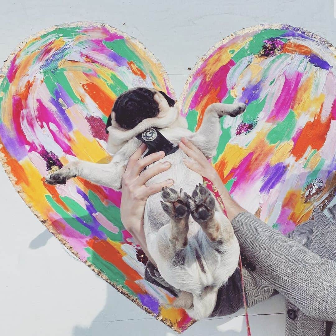 pugsofinstagramさんのインスタグラム写真 - (pugsofinstagramInstagram)「A pug heart is the best heart. Please follow @woofbiscuit ! We love you Biscuit! #valentinesday  #pugsofinstagram #pug」2月14日 12時06分 - pugsofinstagram
