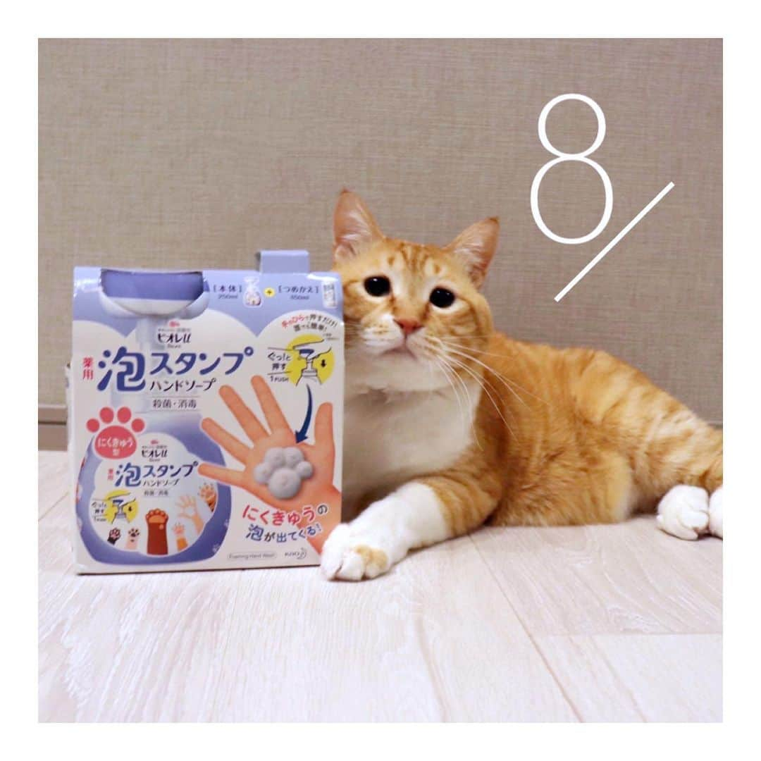 ぐっぴーさんのインスタグラム写真 - (ぐっぴーInstagram)「＼泡スタンプハンドソープにくきゅう泡発売まであと８日！ ／ ・ 2月22日に限定発売の「ビオレu泡スタンプハンドソープにくきゅう泡」を花王さんからいただきました！ ・ 今や欠かせないハンドソープですが、 なんとにくきゅうの形の泡ででてくる！ 考えた人天才です。 猫好き犬好きホイホイソープ…。 ・ 帰って手を洗うのが楽しみになります！ 22日には近所を探し回ってみてくださいね！ ・ 明日は @ernie_pooh_ さまにバ豚タッチ！ ・ ・ #泡スタンプハンドソープにくきゅう泡カウントダウン をフォローして、発売日までのカウントダウン投稿をチェッぐ。 ・ ・ #ビオレu　#泡スタンプハンドソープ　#肉球スタンプ #にくきゅうスタンプ　#わんすたぐらむ　#にゃんすたぐらむ　#PR」2月14日 12時12分 - gupitaro