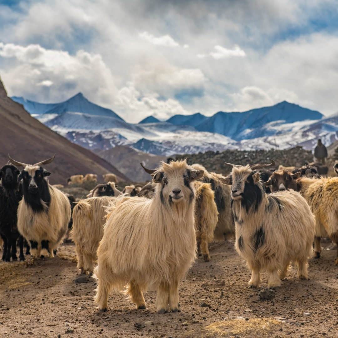 National Geographic Travelさんのインスタグラム写真 - (National Geographic TravelInstagram)「Photo by Prasenjeet Yadav @prasen.yadav / Changthangi goats, also called pashmina goats, belong to the high elevation plateaus of Ladakh. They are specially reared for their wool, which is light in weight and can be easily woven into pashmina or cashmere fabric. The wool is extracted from the sheep in a noninvasive way by combing the undercoat. These goats roam the Ladakh plateaus with their Changpa owners in extreme conditions and contribute to the food chain of the harsh ecosystem. If you ever happen to visit the western Himalaya, you’ll surely get to see these goats.  Follow me @prasen.yadav for more photos from the extremely biodiverse states of India and Central Asia.」2月14日 12時34分 - natgeotravel
