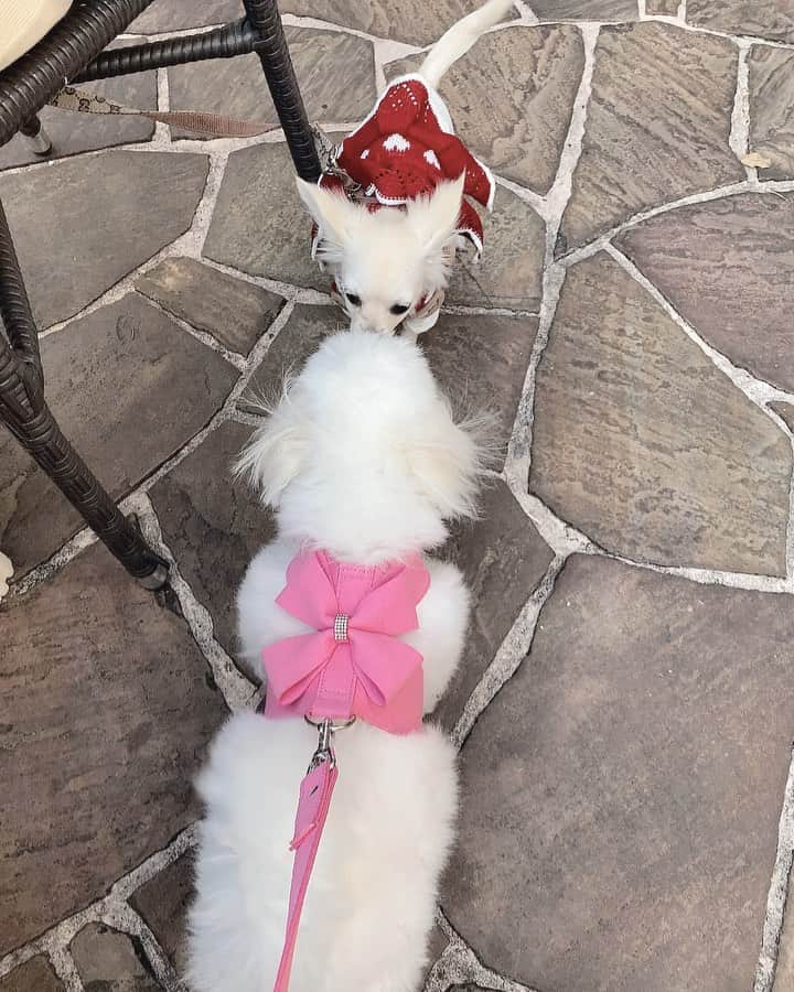 𝓜𝓲𝓼𝓼𝓗𝓸𝓷𝓮𝔂𝓥のインスタグラム：「happy vday 🎀🤍」