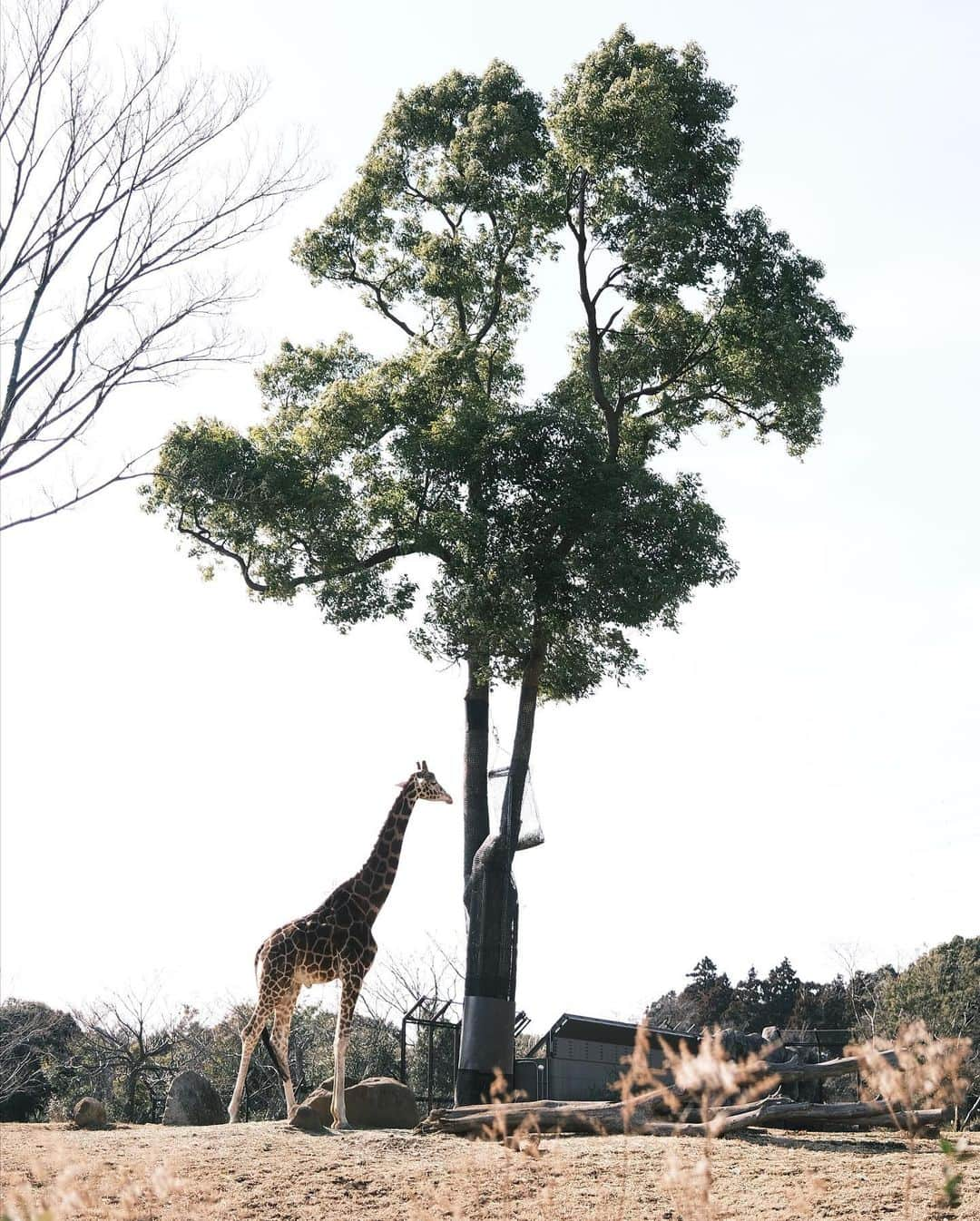 Naokoさんのインスタグラム写真 - (NaokoInstagram)「a winter day..✨ * サイを見たい！と言う小さなカメラマンと動物園へ。 しっかりカメラに収めていました🤣 サイだけ娘撮影です！(画質、、笑) こっちを向いてくれるのをしぶとく待つあたり ふふふ似てるな、と思ったり。 エリカを指差して、私このお花好きだから ママちゃんと撮ってね！！！と強めに言われ、、笑  オオワシやコウノトリが巣作りしていて せっせと枝を運んでる様子にも 感動してずっと見守っていました。 成長しています、、涙  小さい頃よく連れて行ってもらった パリの動物園ではパンダが放し飼いにされていたり のびのびしている様子を見られて 動物が大好きになったのかな〜と思い出されました。  そういう観点でも子供と遊びにいく場所は リサーチしていかないと、と。 初めて行ったズーラシアにいる動物たちは 大事にされている、と感じまた行きたい動物園になりました😉 チーターとゾウを楽しみにしていた娘にも 展示休止の説明をきちんとして理解してくれました😭🙏 (少し前なら泣き叫んでいたなぁ、、)  そろそろ命の大切さなどゆっくり伝えていける年齢なのかもしれない🥺  そんな冬の一日でした。」2月14日 12時42分 - chiaoking