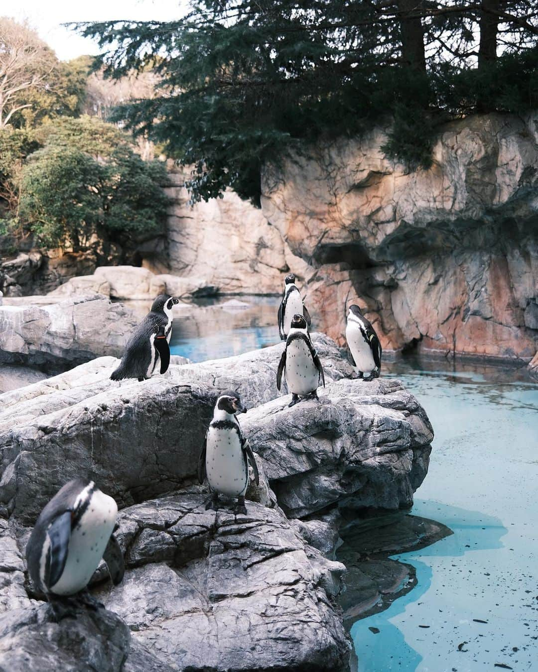 Naokoさんのインスタグラム写真 - (NaokoInstagram)「a winter day..✨ * サイを見たい！と言う小さなカメラマンと動物園へ。 しっかりカメラに収めていました🤣 サイだけ娘撮影です！(画質、、笑) こっちを向いてくれるのをしぶとく待つあたり ふふふ似てるな、と思ったり。 エリカを指差して、私このお花好きだから ママちゃんと撮ってね！！！と強めに言われ、、笑  オオワシやコウノトリが巣作りしていて せっせと枝を運んでる様子にも 感動してずっと見守っていました。 成長しています、、涙  小さい頃よく連れて行ってもらった パリの動物園ではパンダが放し飼いにされていたり のびのびしている様子を見られて 動物が大好きになったのかな〜と思い出されました。  そういう観点でも子供と遊びにいく場所は リサーチしていかないと、と。 初めて行ったズーラシアにいる動物たちは 大事にされている、と感じまた行きたい動物園になりました😉 チーターとゾウを楽しみにしていた娘にも 展示休止の説明をきちんとして理解してくれました😭🙏 (少し前なら泣き叫んでいたなぁ、、)  そろそろ命の大切さなどゆっくり伝えていける年齢なのかもしれない🥺  そんな冬の一日でした。」2月14日 12時42分 - chiaoking