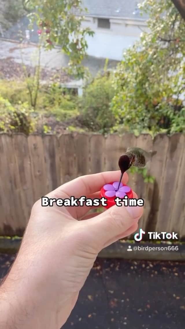 animalsのインスタグラム：「Breakfast time! 🐦  Video by: @bird.person666」