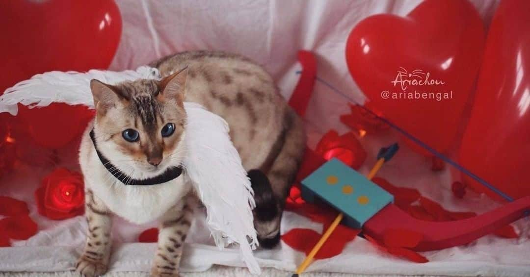 Aww Clubさんのインスタグラム写真 - (Aww ClubInstagram)「Who will be your Pawlentine? Let me know if I can help with my Cupid’s arrow   📷@ariabengal  #meowed #ariabengal #valentine2021 #BeMeowValentine #Dating #Cupidarrow #bengal #💌」2月14日 13時00分 - meowed