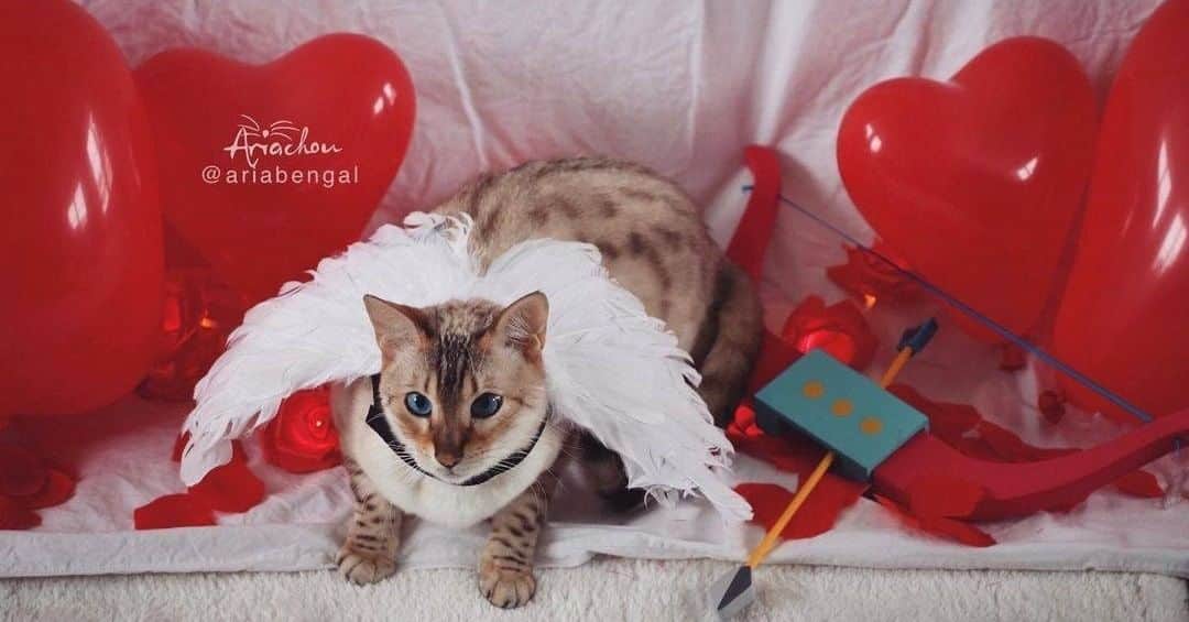 Aww Clubさんのインスタグラム写真 - (Aww ClubInstagram)「Who will be your Pawlentine? Let me know if I can help with my Cupid’s arrow   📷@ariabengal  #meowed #ariabengal #valentine2021 #BeMeowValentine #Dating #Cupidarrow #bengal #💌」2月14日 13時00分 - meowed