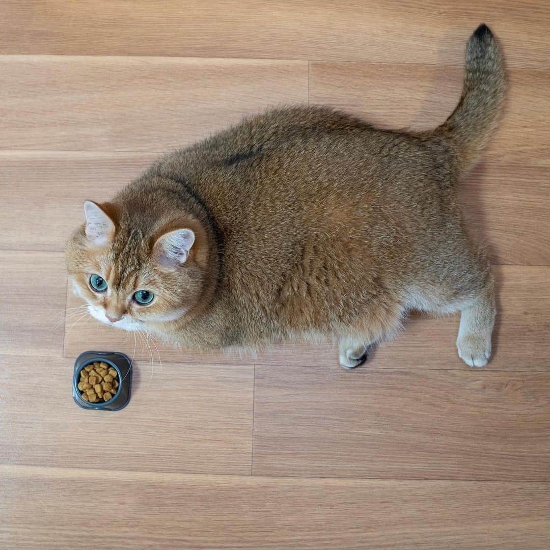 Aww Clubさんのインスタグラム写真 - (Aww ClubInstagram)「Hooman are you feeding me 100 times a day⠀ ⠀ 📷@hosico_cat⠀ ⠀ #meowed #hosico #britishshorthair #BSH #catfood #CHONK #russia」2月14日 13時00分 - meowed