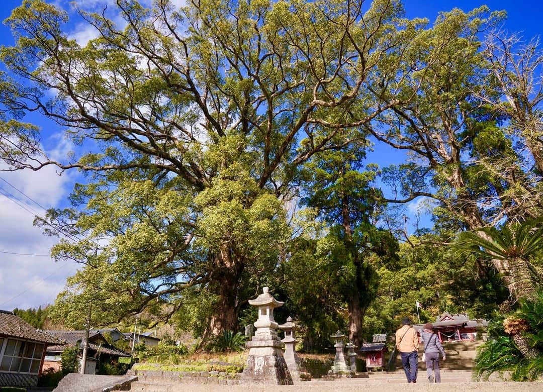 小林希さんのインスタグラム写真 - (小林希Instagram)「鹿児島県の錦江湾に接する4市、﻿ （姶良市、鹿児島市、垂水市、霧島市）を﻿ぐるりと取材旅したときの写真を載せていこうと思います！﻿ （取材は昨年、緊急事態宣言前です🙏）﻿ ﻿ —// 日本一の巨樹が、姶良市に。 樹齢約1500年の蒲生八幡神社にある 大楠🌳 昔は大楠の中の空洞に、子供たちが 入って遊べたみたい。 長い歴史のなかを生きてるって すんごい話だ。 見てるだけで、癒される。  —// ﻿ 鹿児島錦江湾情報は、このサイトが参考になりますよ⭐️﻿ ↓↓↓﻿ 「BLUE　TOURISM　KAGOSHIMA」 https://www.blue-tourism-kagoshima.com/﻿  #鹿児島 #姶良市 #鹿児島市 #垂水市 #霧島市  #錦江湾 #kagoshima  #蒲生八幡神社　#蒲生の大楠」2月14日 13時02分 - nozokoneko