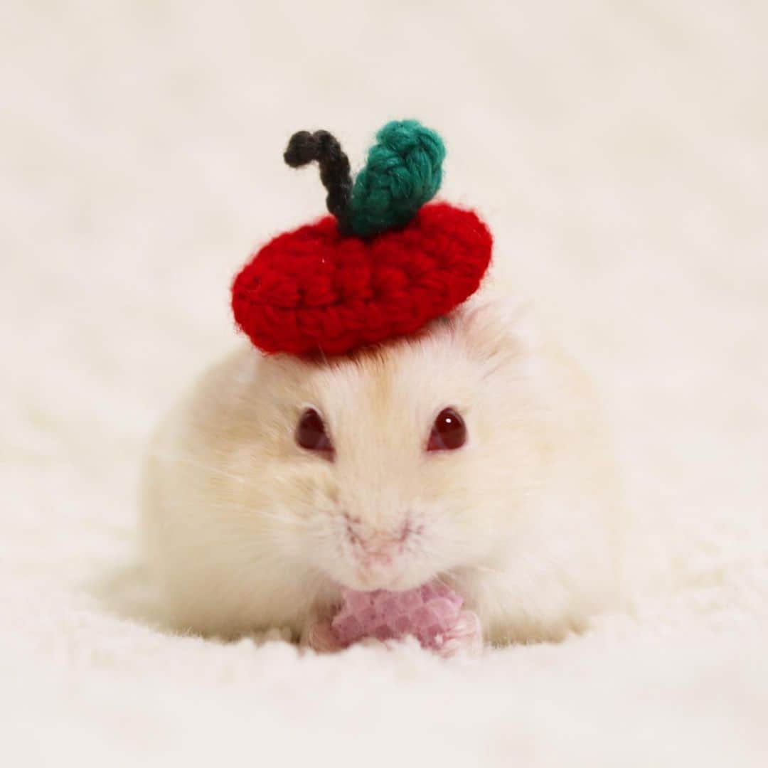 hamster_mocoのインスタグラム