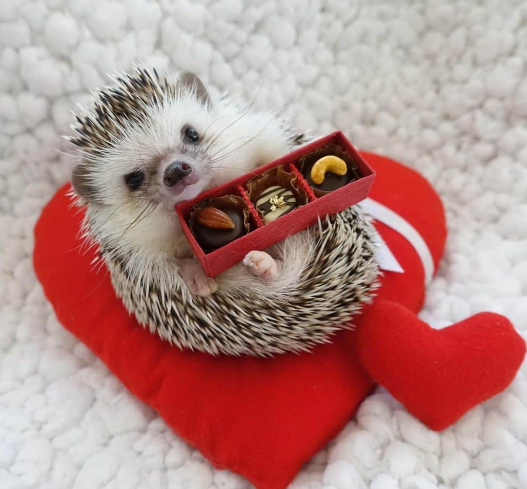 ラド ティンクさんのインスタグラム写真 ラド ティンクinstagram Happy Valentine Model Liam この チョコはなぎちゃんうみちゃんからなんだって 義理ってやつじゃないよね 本命チョコっぽいよね 1枚目のはそらうみママ Ayabribrick の