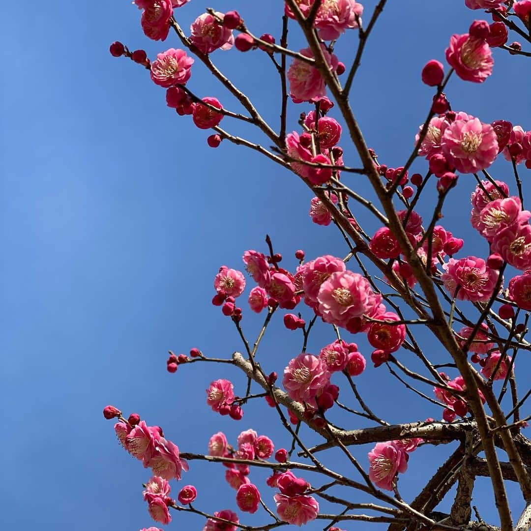 桜一花のインスタグラム：「昨日は花組の退団予定の発表もあったり、地震もあったり。ざわざわと。 地震、福島のみなさん、少しでも早く落ち着きますように。  宝塚時代に一緒にやってきた仲間。 どんどん卒業するのはなんとも淋しいかぎりですが、この移り変わりが儚く、美しく、より一層輝きを増して見えるようにも感じます。  今日はバレンタインデー。  大好きな仲間と宝塚を愛してくださるたくさんの皆さまに、そして日頃温かく見守り応援してくださる皆さまに、感謝いっぱいの愛を送ります。  うぉーっ、とどけぇえええっ。  #桜一花 #花組 #退団者発表  #バレンタイン #梅の花 #チョコの代わりに送ります」