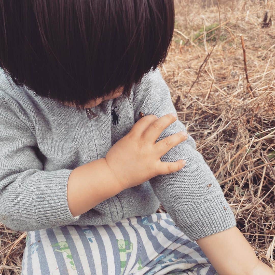 イレーネのインスタグラム：「てぃんたん🐞 . 数ヶ月ぶりに @greenjourney2020 の畑部に参加できました。 . 前回はまだ1歳児でほぼぽかーんとしていた息子の、畑での行動範囲が一気に広がっているのを目の当たりにして今わたしはめちゃくちゃ感動しています... . てんとう虫を見つけては「あ！てぃんたん！」と追いかけ、触れる。ちょっと力加減に不安を感じつつ意外と優しくなでなでしてた。 . 鋸鎌は危ないから触らせられないけど、一緒に草を刈ってみたらとても満足げだった。工具を使う事にたまらない喜びを感じる様子 . 畑から川沿いに続く道をひたすら飽きもせずトコトコ歩き脱走を図りつつ、道路についている赤や青の印を見ては「あ！あか！」「あ！あお！」と確認していた。全然畑に行けなかったけど物凄く楽しそうだった。 . 自ら見える物全てに関わっていこうとする様子に、あぁこれがセンスオブワンダーか、と感激でした。いつまでもこの感覚を大切にできたら最高だなぁと思いました . あと指差確認のおかげで人生で1番沢山のてぃんたんを一度に見ました。  #センスオブワンダー  #てんとう虫  #ladybug  #てぃんたん  #greenjourney  #グリーンジャーニー #こども  #畑  #自然農法  #senseofwonder」