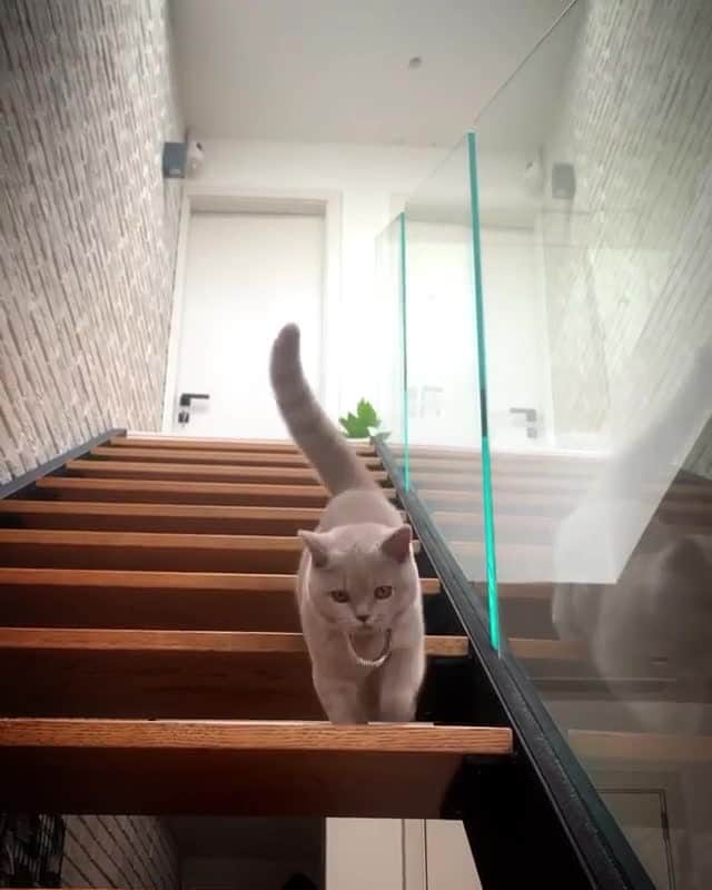 Cats of Instagramのインスタグラム：「From @cosmos_diary: "On my way to your heart baby!😽🌹" #catsofinstagram」