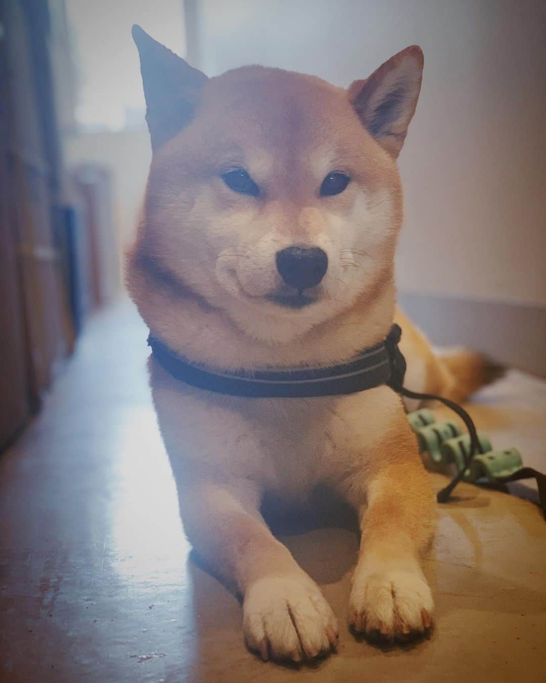 Shibainu Pontaのインスタグラム