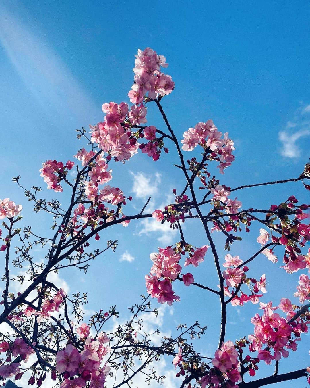 里海のインスタグラム：「私自身にネタがなく…😅😅  お花ばかり🌸🌸🌸  今日の東京は暖かくて桜が咲き始めた 日曜日☀️  幸せ〜〜❤️❤️」