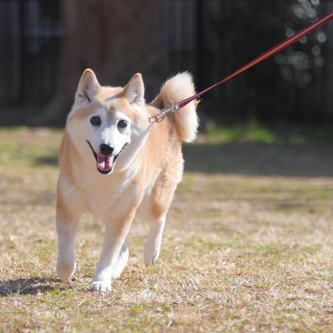 meekooのインスタグラム：「今日も公園でたくさん歩いてきました😊🐕♫ ポカポカ陽気☀️で気持ちよかったね🌸」