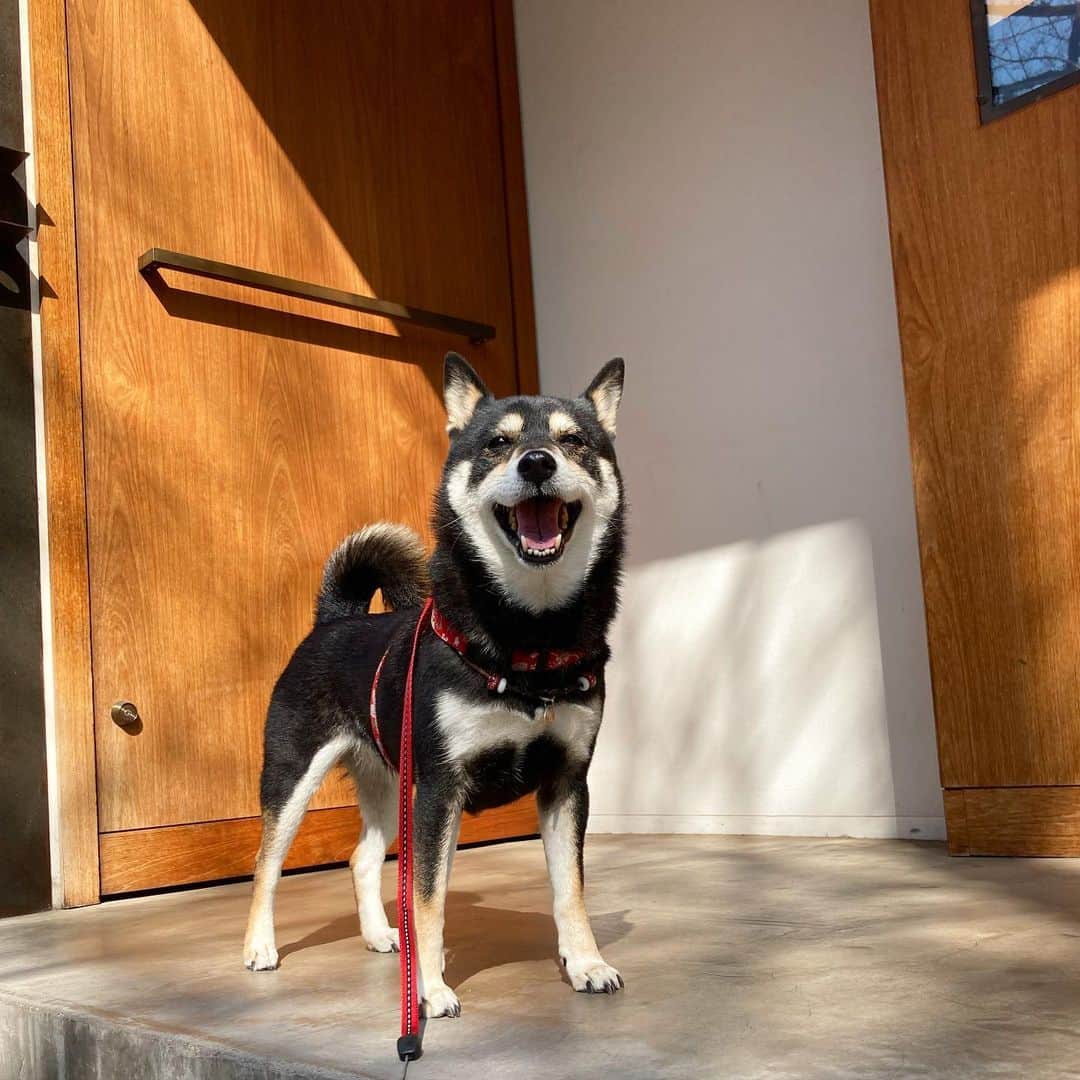 vo_coのインスタグラム：「🐾 今日は暖かい！ 代々木公園はデモか何かで人と警察がめっちゃ多くて駐車スペースも埋まってたので本日は代官山〜中目黒散策 開店前のAesopの入り口でドヤ顔してきましたん 代々木公園よりもテイクアウトランチの種類も多いし色々開拓してみようかね ＊ #こた散歩 #同じような写真だけどどれも可愛い #shibastagram #instashiba #shiba #shibainu #黒柴 #柴犬」