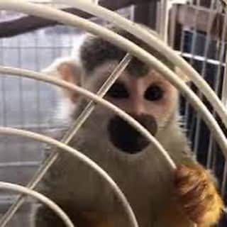 子守康範のインスタグラム：「うちのココを見てやってください🐒  https://youtu.be/2mrUSeMp9Ak #リスザル」