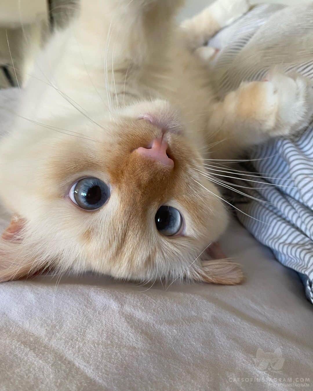 Cats of Instagramのインスタグラム：「From @meow.tilopa #catsofinstagram」
