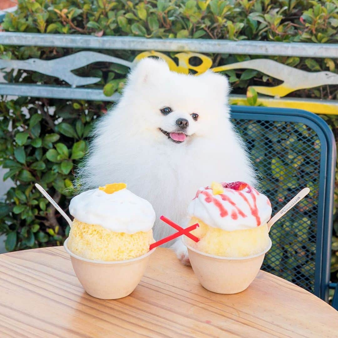 Mochi the Orkyehのインスタグラム：「Happy Valentine’s Day! 🌹💋❤️ Looking for a Valentines date! I’m a shy boy but I’m willing to share my shaved ice with you 🍧💕 #valentines #valentinesdate」