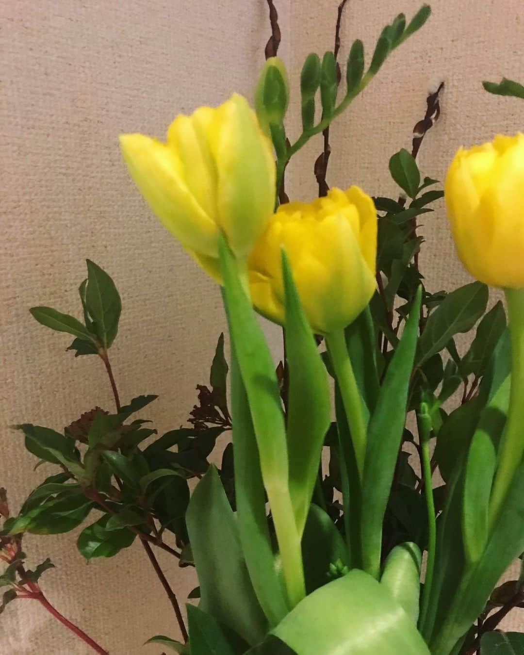 坂詰美紗子のインスタグラム：「きいろ🎗 ・ ・ ・ #チューリップ #flowers」