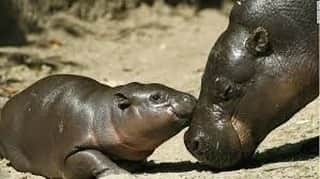 Baby Animalsのインスタグラム：「Baby hippo kisses! 😘」