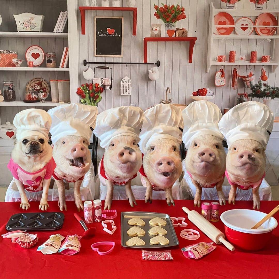 Priscilla and Poppletonさんのインスタグラム写真 - (Priscilla and PoppletonInstagram)「We’re a batch made in heaven. Happy Valenswine’s Day from our family to yours! We are celebrating by decorating yummy cookies for each other. How are you guys celebrating?❌🐽❌🐽#ValenswinesDay #Pigtailthepug #PiggyPenn #PoseyandPink #PrissyandPop」2月15日 0時59分 - prissy_pig