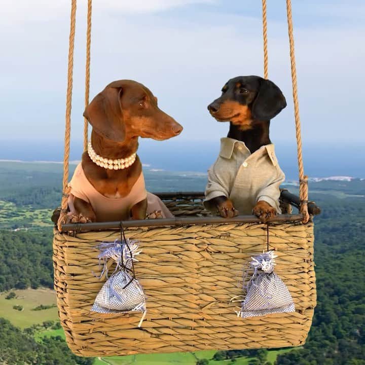 Crusoe the Celebrity Dachshundのインスタグラム：「“Now this is how you romance.. 😉🌹Hope we can go out again soon @little.miss.paisley ” ~ Crusoe」