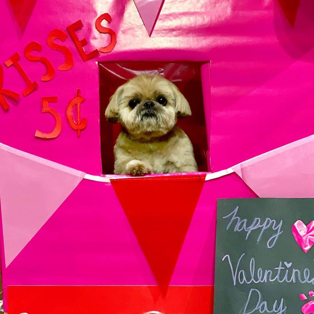 Dogs by Ginaのインスタグラム：「Happy Valentines Day! 💓」