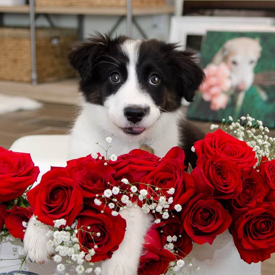 Jazzy Cooper Fostersさんのインスタグラム写真 - (Jazzy Cooper FostersInstagram)「Happy Valentine’s Day! 🌹   Pro tip: 🤓 I never buy roses on (or right before) Valentine’s Day. I always go on the 15th to buy a bunch of roses for my photo props. Many stores are selling them very cheap the following day! 💰」2月15日 1時38分 - bordernerd