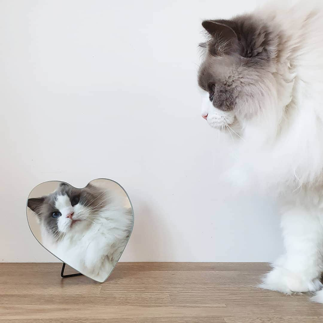 Princess Auroraさんのインスタグラム写真 - (Princess AuroraInstagram)「"Mirror, mirror on the wall, whose the fairest of them all?"🥰 . . . . #valentine #valentines #valentinesday #catsofinstagram #dailyfluff #mirrorselfie #mirrorpic #weeklyfluff #cutepetclub #meow #kawaii #instacat #meowed #catlife #petstagram #ilovemypet #bestmeow #viral #catlove #neko #purrfect #catsofig #ragdoll」2月15日 1時41分 - aurorapurr