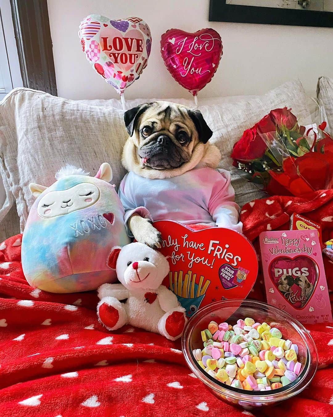 itsdougthepugさんのインスタグラム写真 - (itsdougthepugInstagram)「“Can I spoil u forever?” -Doug • Happy Puggentine’s Day! Wishing each and every one of u a day filled with love, whether it’s from a special someone, yourself, or a pet! 💝」2月15日 1時48分 - itsdougthepug