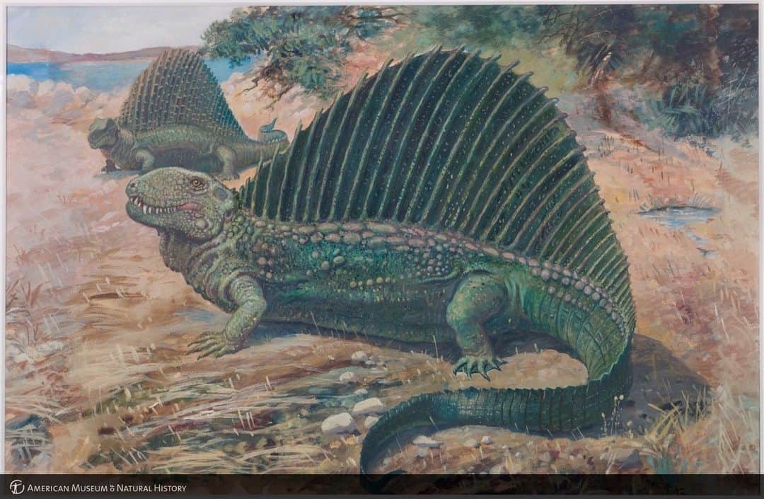 アメリカ自然史博物館のインスタグラム：「Who's your biggest fan this Valentine's Day? This early mammal relative! ❤️ The large fan-like "sail" on Dimetrodon's back may have been used for temperature regulation, to attract mates, or to frighten off other animals. Dimetrodon was one of the earliest relatives of mammals and is a member of a group called synapsids.  Image no. b10007763, © AMNH Library」