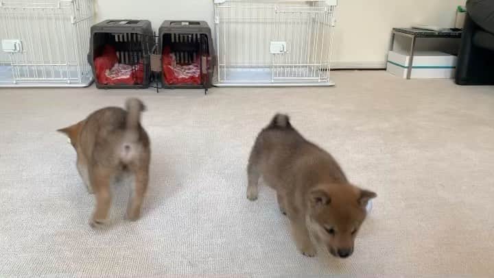杉原勇武のインスタグラム：「出たり入ったりしてます。 #豆柴 #豆柴子犬」