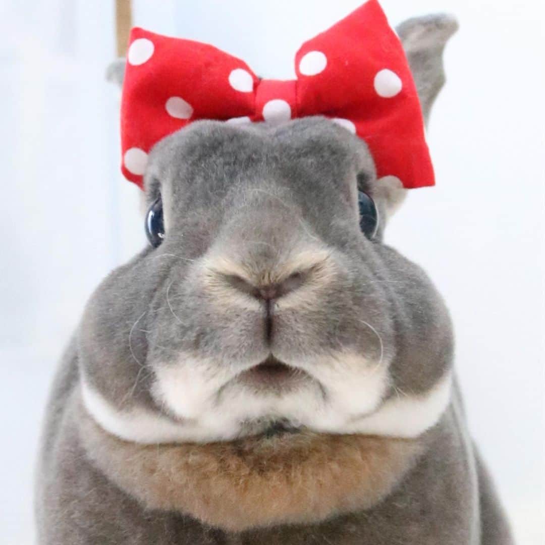 Kayoのインスタグラム：「バレンタインの贈り物はボク🎁 (正司敏江ちゃんじゃないよ) ・ ・ すてきな⚫️たっぷりと しもぶくれに夢と希望 可愛いラインの手袋着けて ベージュのマフラー巻いてます❤️ ・ ・ 昨夜の地震の報道に驚き‥ 停電や断水の早い復旧とご無事と安全を願います。」